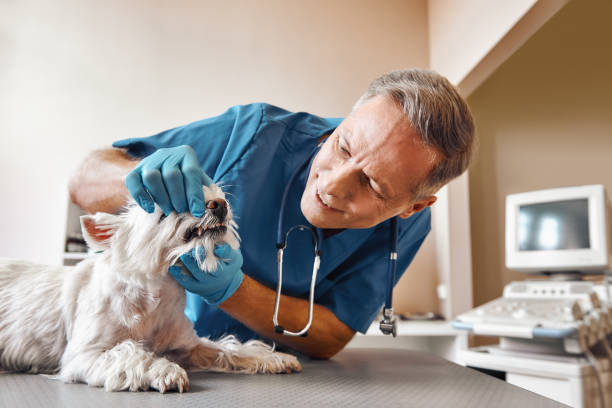 Best Urgent Dental Care  in Friedens, PA